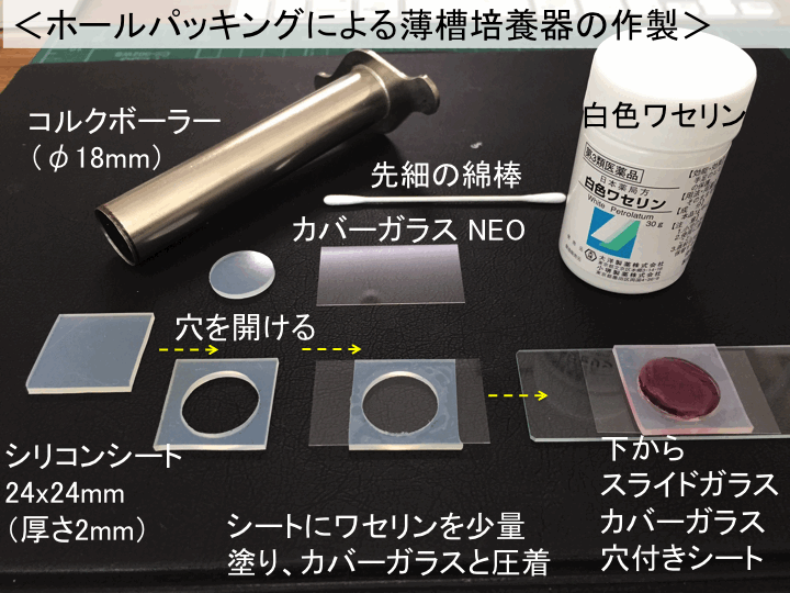 スライドグラス 販売 接着 細胞壁